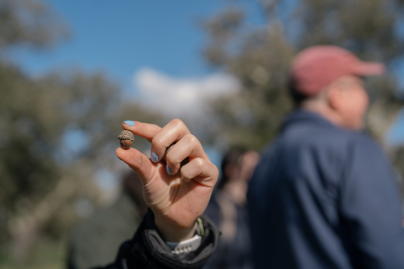 Hand holding a cork oak acorn in the Rio Frio landscape, Palmela
