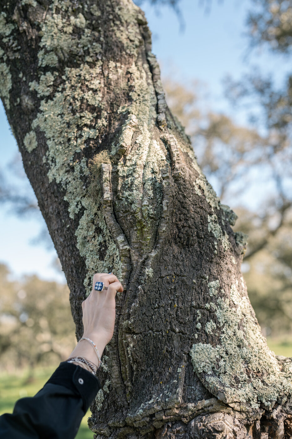 Close-up of cork oak bark after cork harvesting, Rio Frio