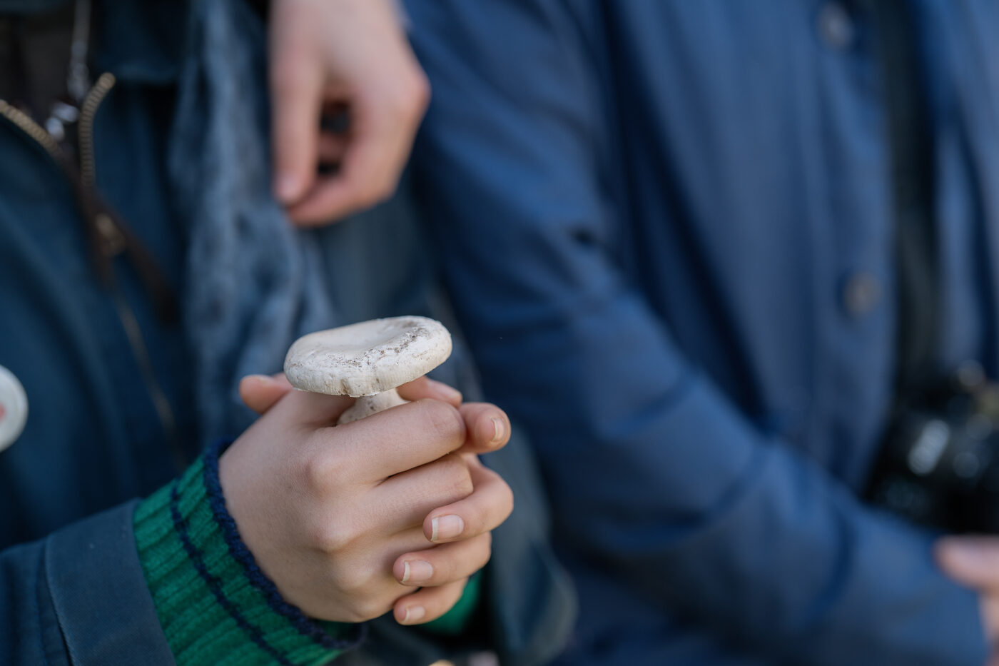 Hand holding a wild mushroom from the cork oak landscape, biodiversity in Rio Frio