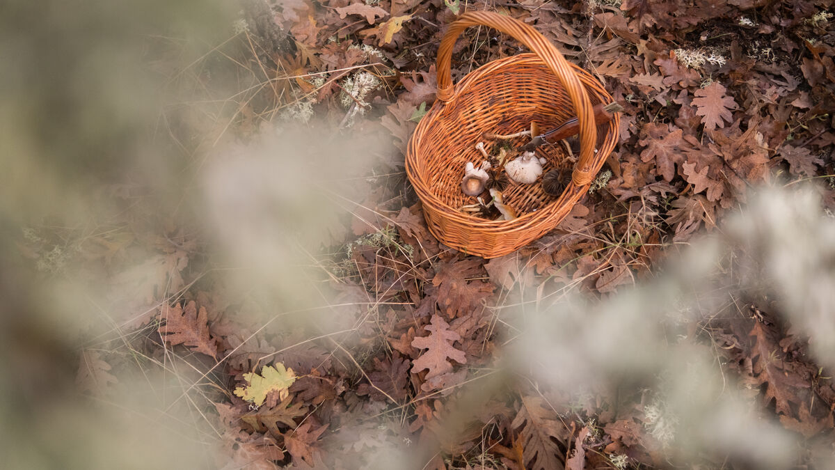 Mycology workshop at Naturcôa — magnifier over mushrooms with species identification, Sabugal