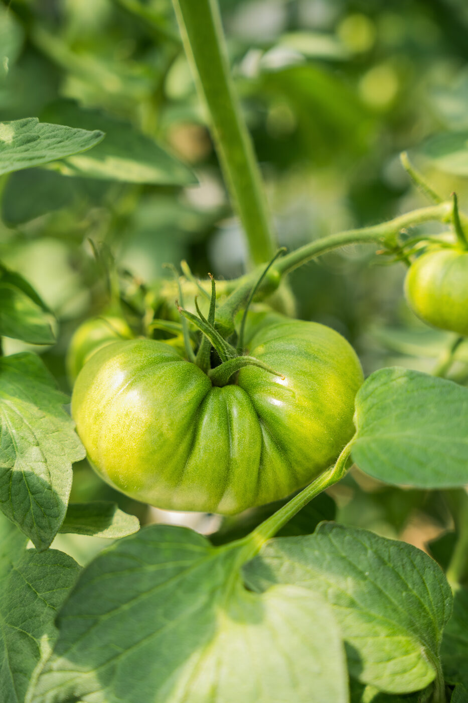 Tomato sorting warehouse, agri-food report for Pingo Doce