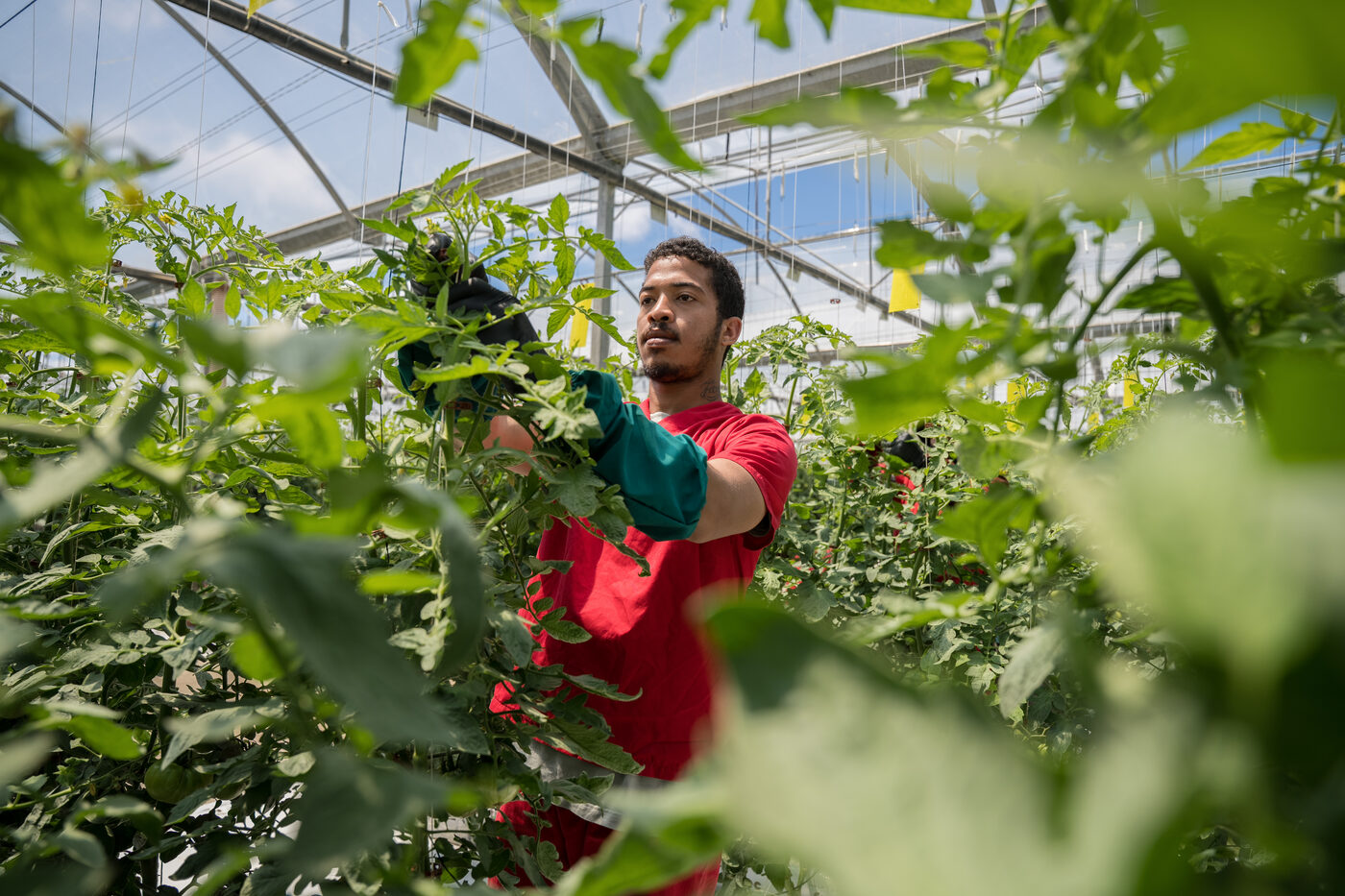 Basket of freshly harvested tomatoes in the Oeste greenhouse, Pingo Doce Sabe Bem