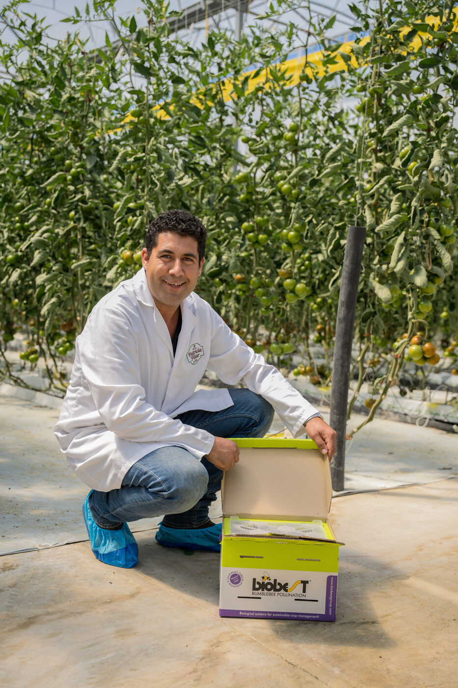 Tomato greenhouse in the Oeste region, Pingo Doce Sabe Bem magazine report