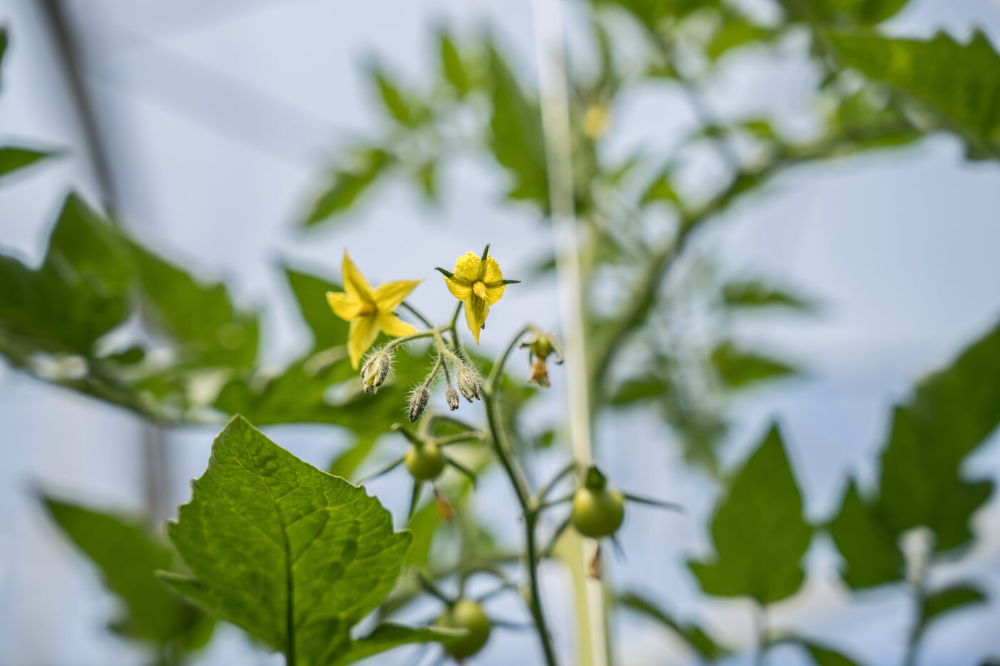 Work inside the tomato greenhouse, agri-food report for Pingo Doce