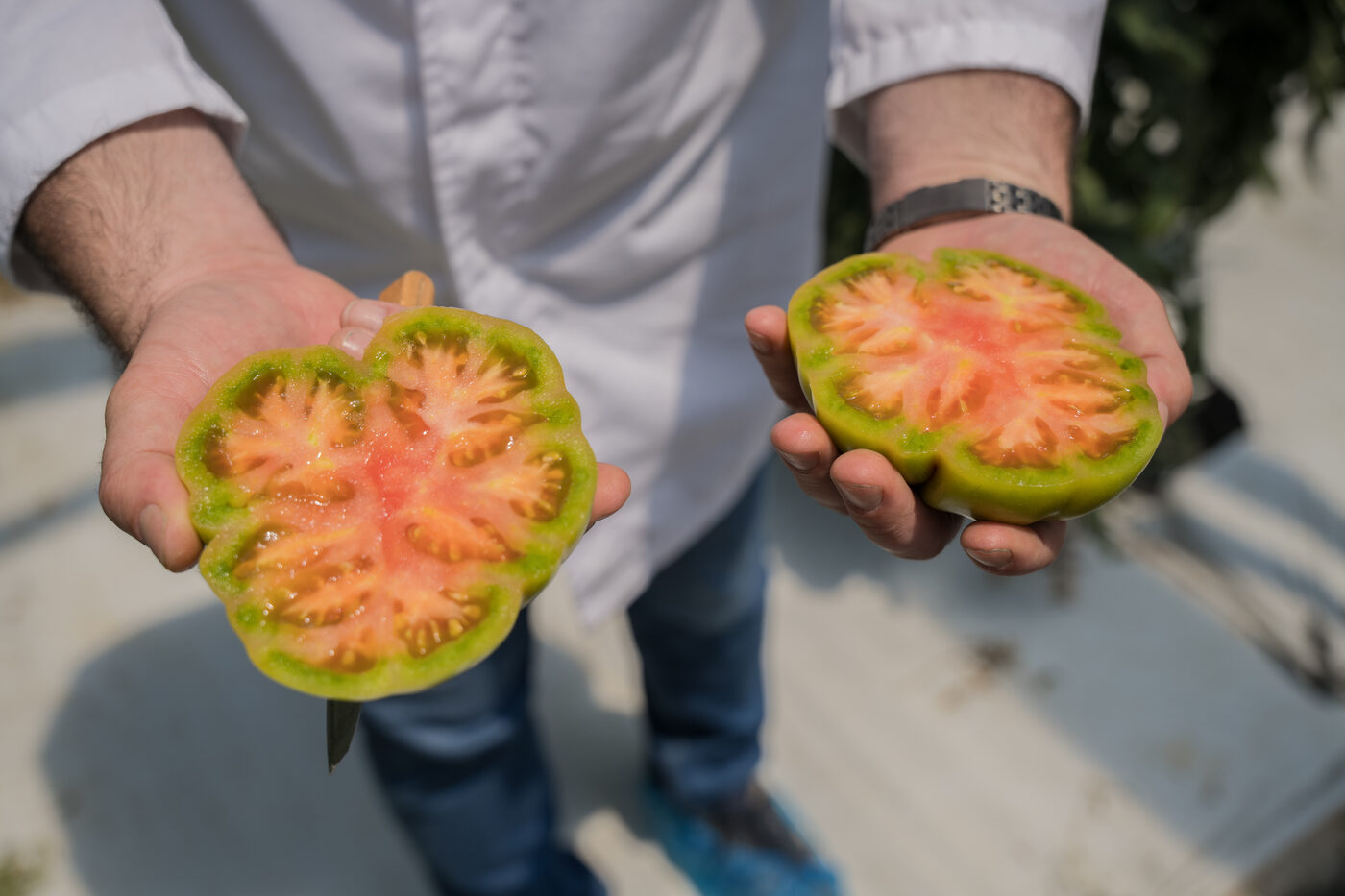 Traceability technology in tomato sorting, Pingo Doce Sabe Bem