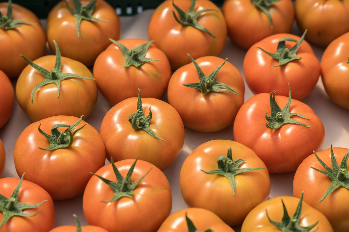 Pingo Doce, Sabe Bem magazine: tomato farming in the Oeste region